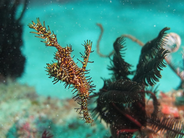 2023【菲律賓薄荷島】Bohol 巴里卡薩直擊魚球風暴｜5日 系列團含機票 8