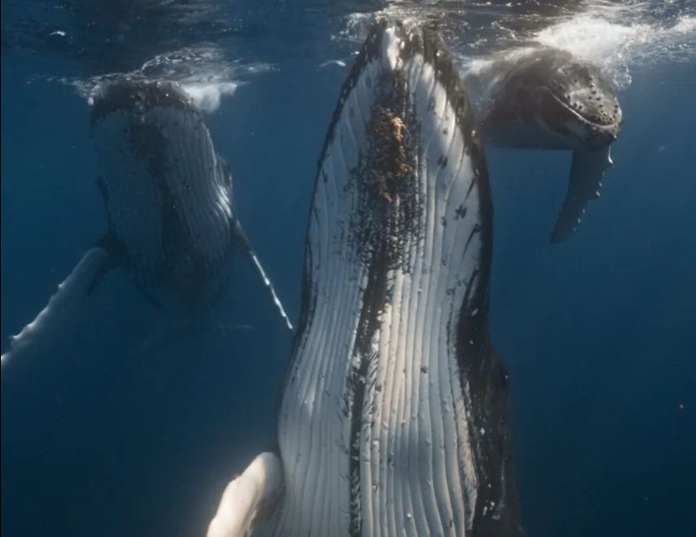 斐濟公牛鯊+東加大翅鯨 10天  10