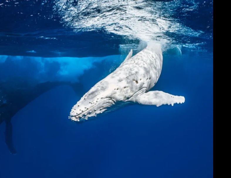 斐濟公牛鯊+東加大翅鯨 10天  9