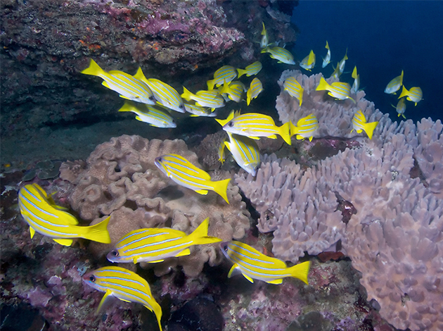 The Home Of Flying Fish - Lanyu - 4 Days 3