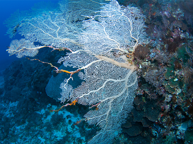 The Home Of Flying Fish - Lanyu - 4 Days 5