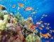 埃及紅海沙姆沙伊赫潛水6日（非船宿）