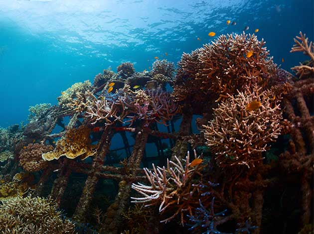 2023年【印尼峇里島】Tulamben,Nusa penida,Amed潛旅自由行5日2人成行(不含機票) 2