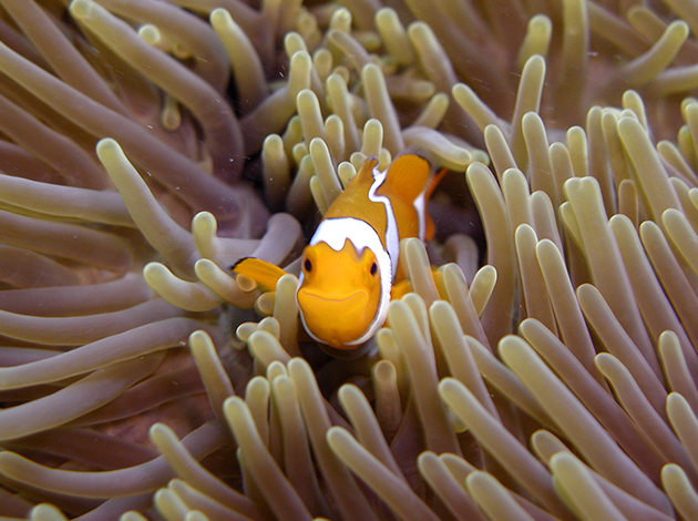 【澳洲凱恩斯大堡礁】Great Barrier Reef大堡礁豪華船宿船潛｜自由行8日,船宿3天(不含機票) 1