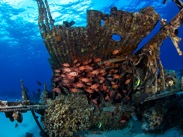 【馬里亞納塞班島】藍洞,沉船,珊瑚礁｜自由行6日-水肺潛水(兩人成行不含機票) 5