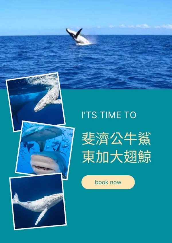 斐濟公牛鯊+東加大翅鯨 10天 