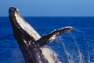 【澳洲穆魯拉巴】Mooloolaba拜訪大翅鯨,震撼程度保證大吃一驚!(自由行8日,不含機票,季節限定8~10月)