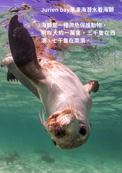 2026西澳海獅同游龍蝦BBQ，東澳尋找豹紋鯊 11日