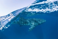 【澳洲寧格魯堡礁】Ningaloo reef準備入境鯨鯊的國度,感受巨人的浩瀚吧｜自由行7日,船宿4天(不含機票)