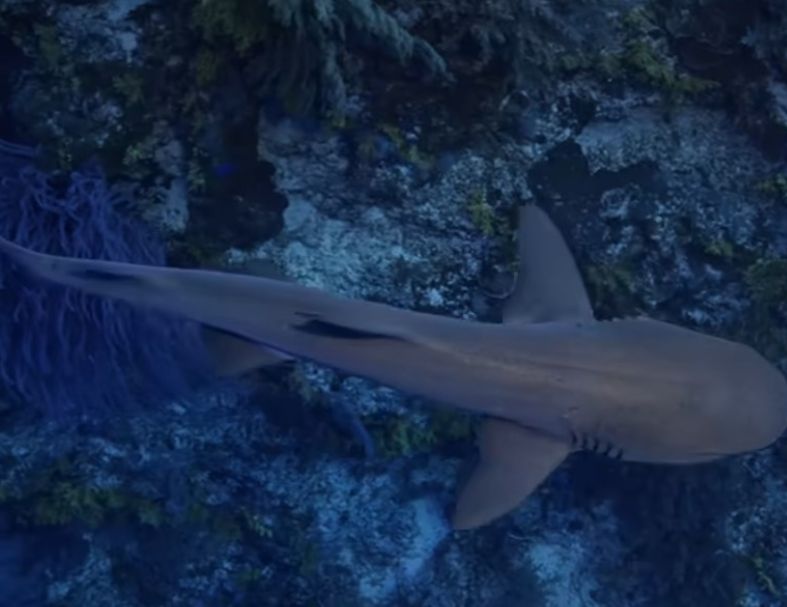 2027菲律賓圖巴塔哈船宿潛水7日 7