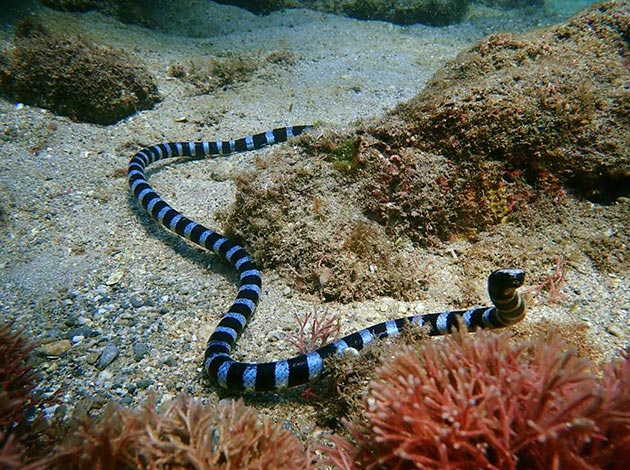 南臺灣-墾丁萬里桐 1