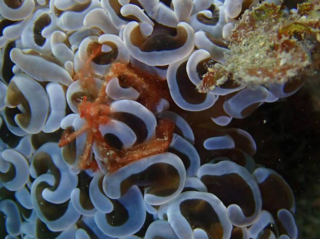 南臺灣-墾丁萬里桐 5