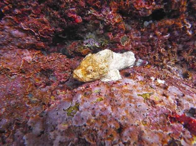 北台灣-龍洞灣 2