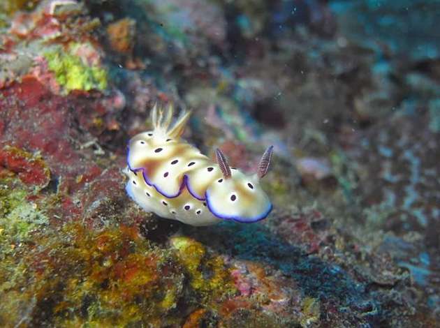 北台灣-龍洞灣 5