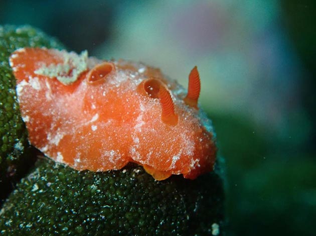 北台灣-潮境公園 1