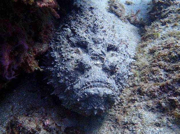 南臺灣-墾丁萬里桐 4