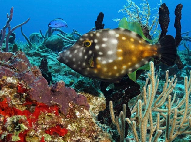 馬來西亞-西巴丹 2