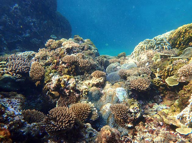 南臺灣-墾丁萬里桐 2