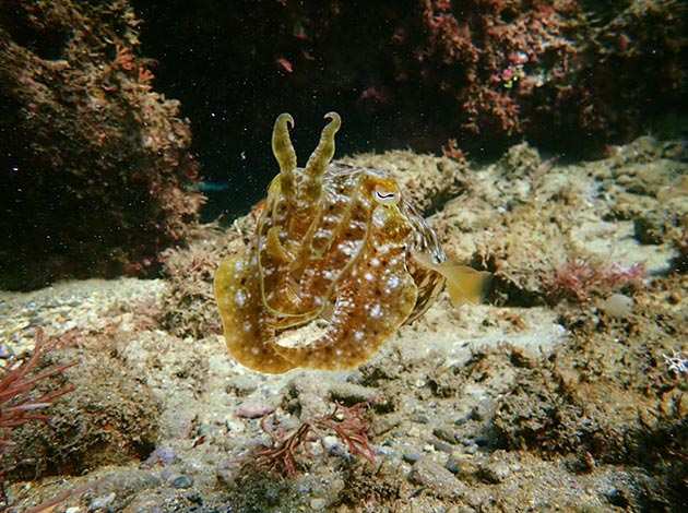 南臺灣-墾丁萬里桐 3