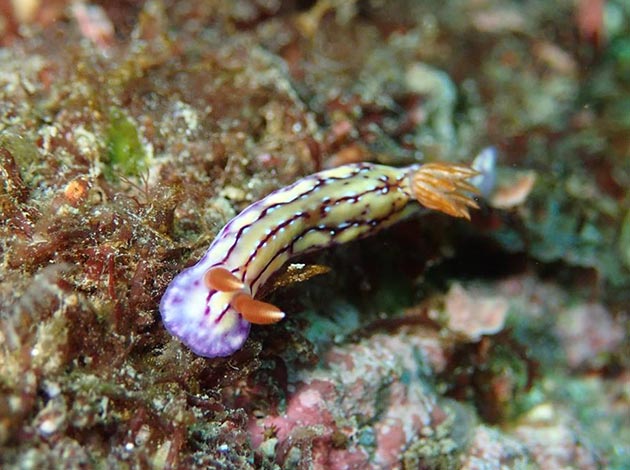 北台灣-潮境公園 2