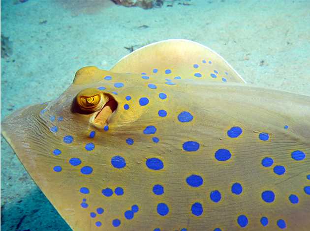 菲律賓-巴拉望 3