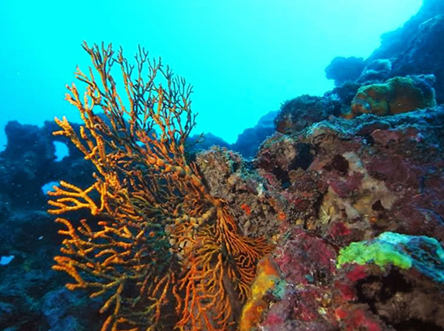 北台灣-龍洞灣 1