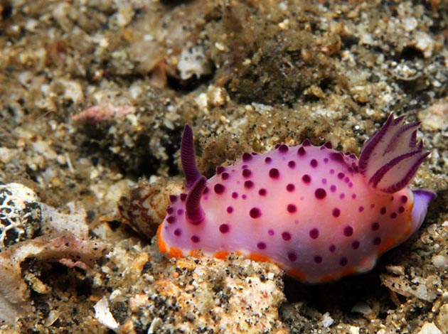 北台灣-潮境公園 4